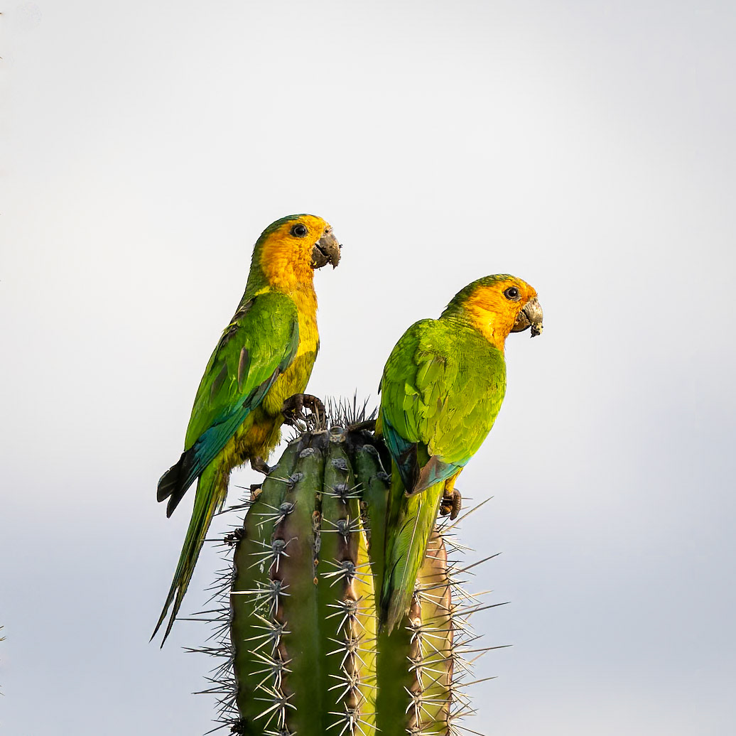 Yellow-headed parakeets
