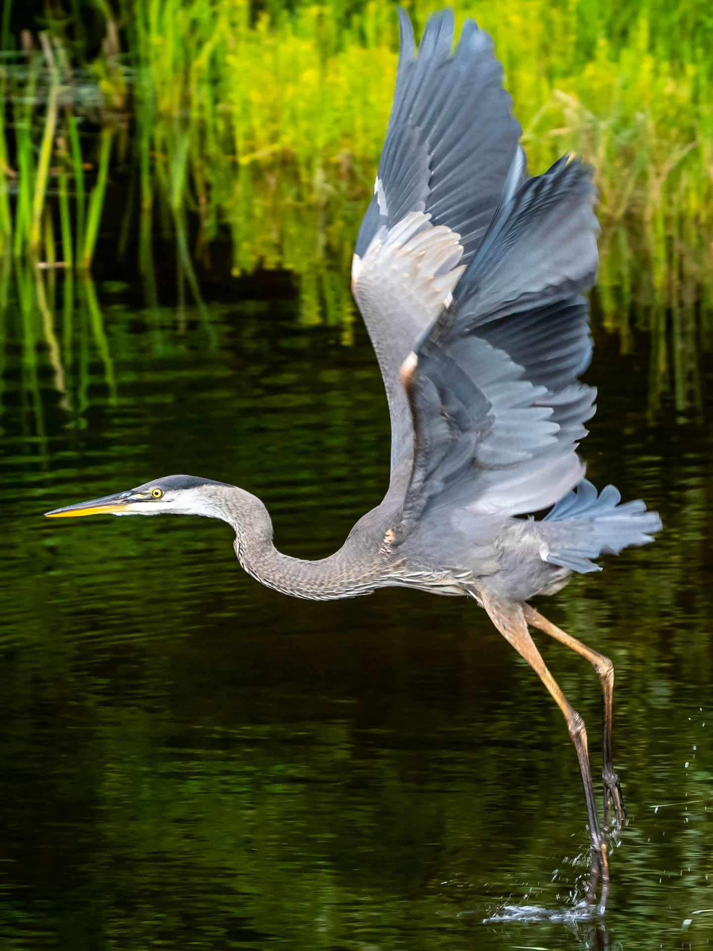 Blue Heron, Goshen, MA