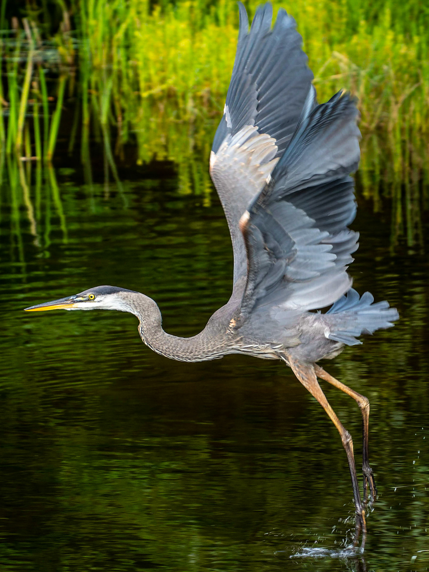 Blue Heron, Goshen, MA
