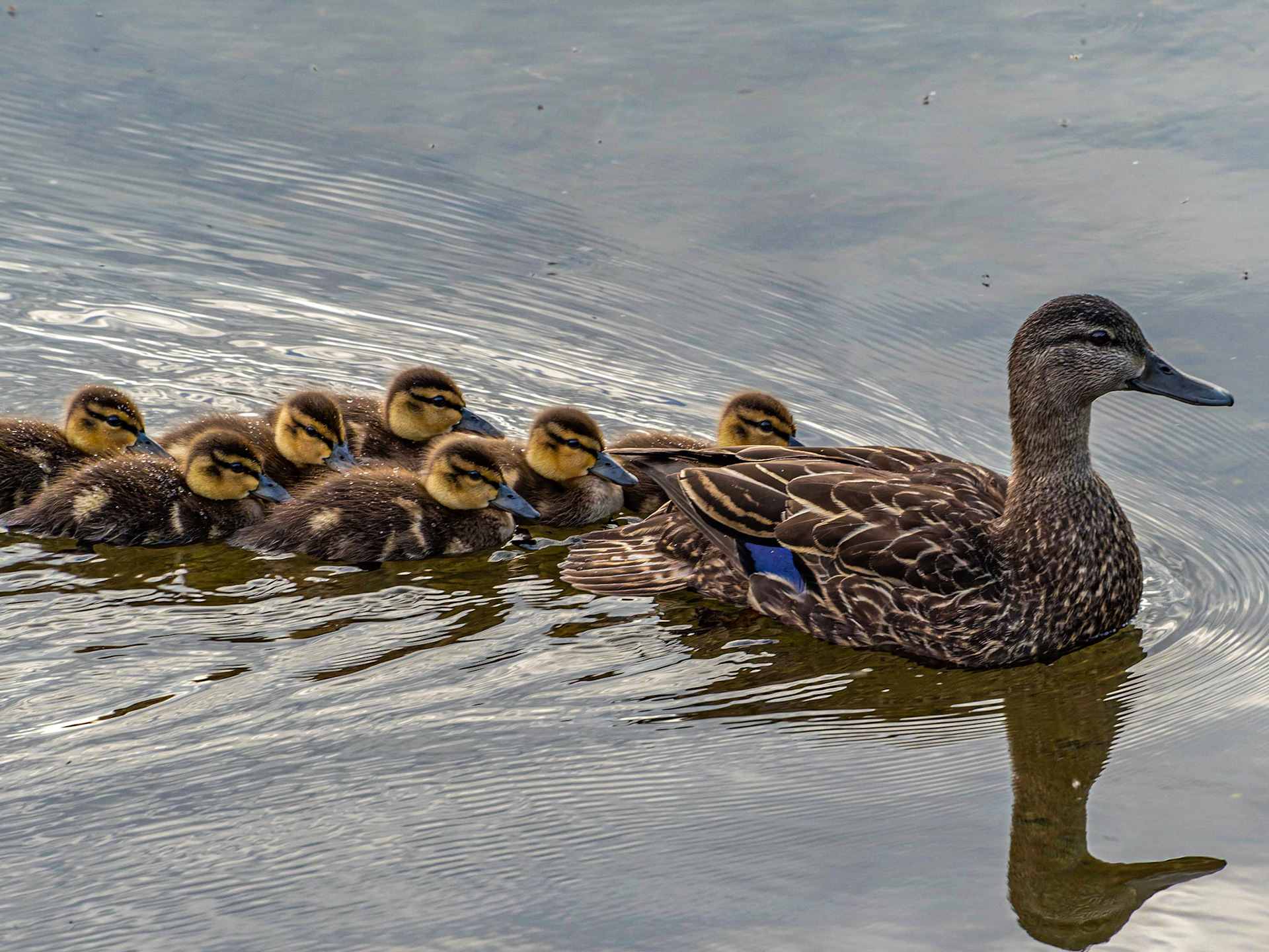 Mother duck and her ducklings, Highland Lake, Goshen, MA