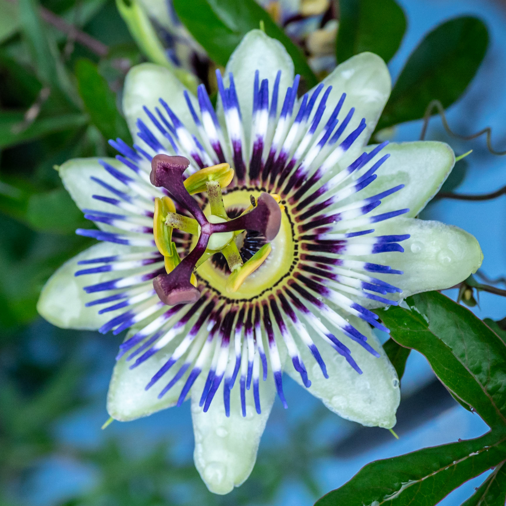 Passion Flower