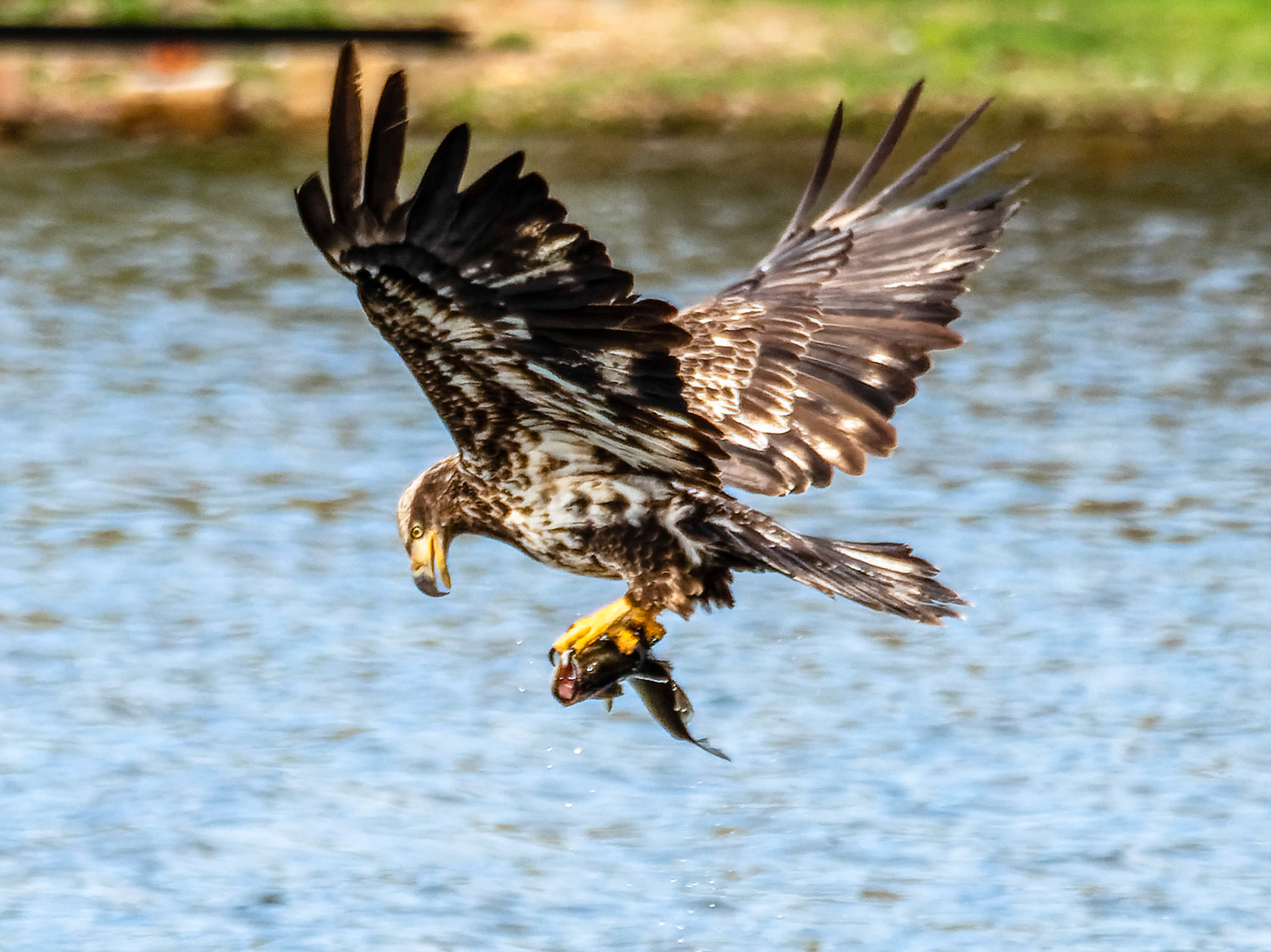 Juvenile Bald Eagle, Highland Lake, Goshen, MA