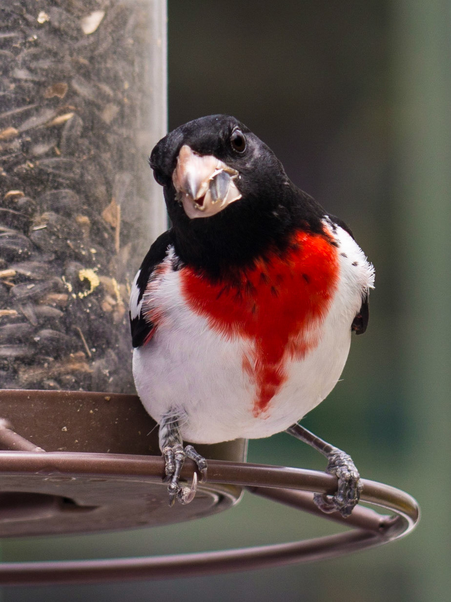 Rose-breasted Grosbeak, Goshen, MA