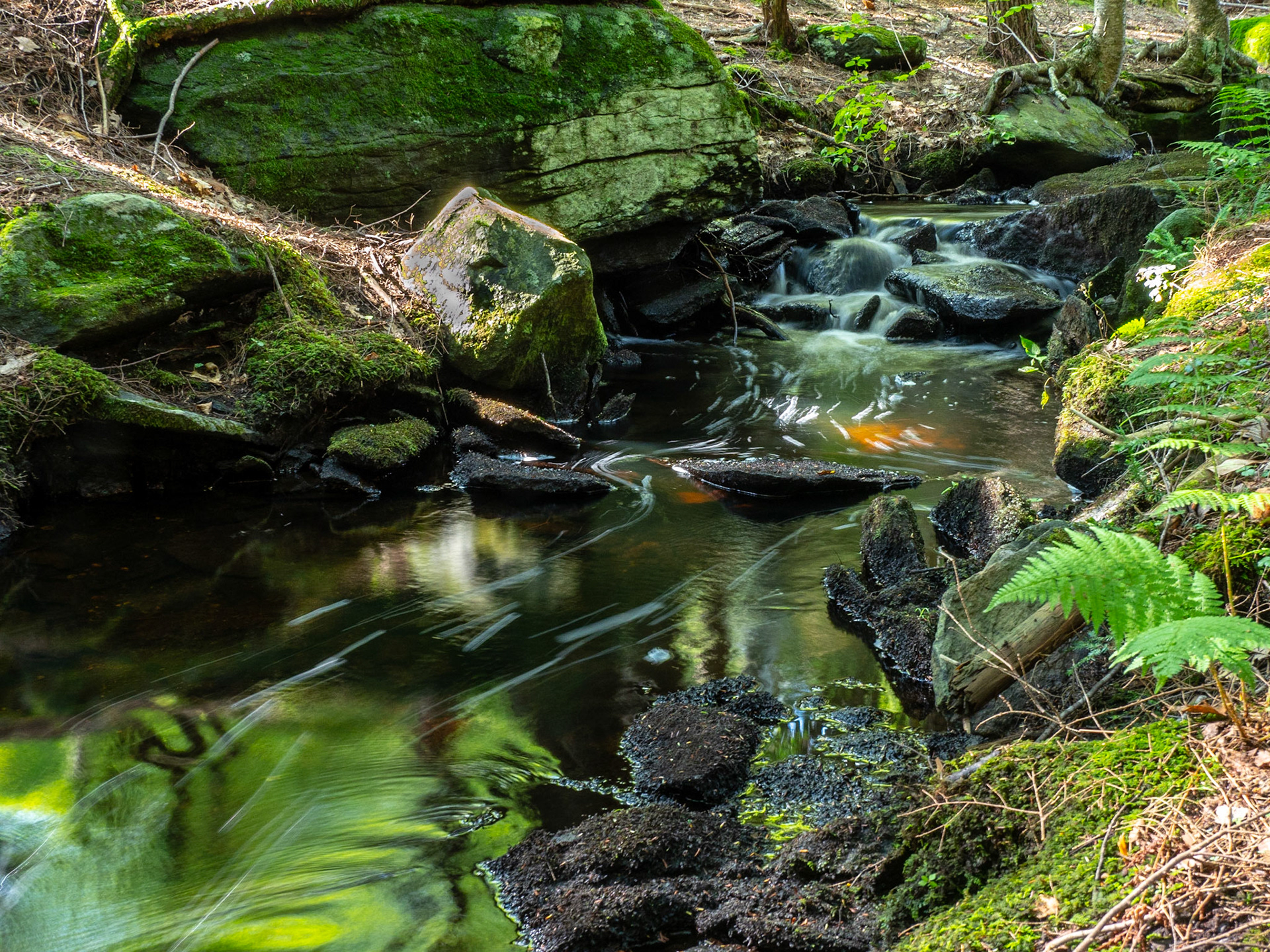 Stream in DAR State Forest, MA