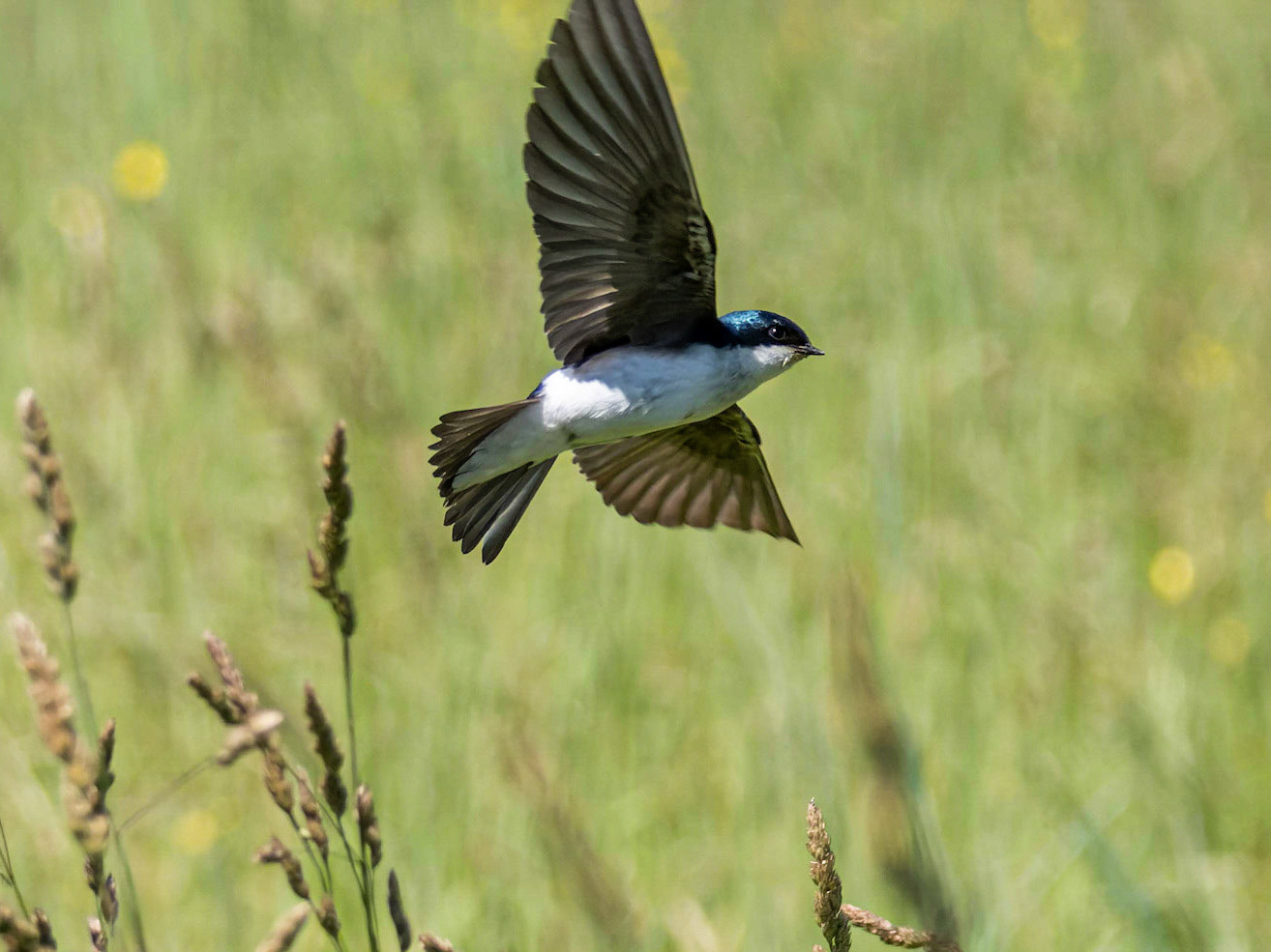 Tree Swallow, Tilton Farm, Goshen, MA
