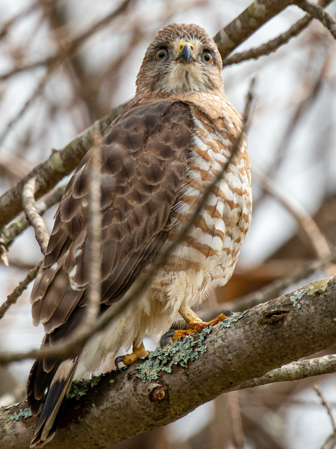Hawk in backyard, Goshen, MA