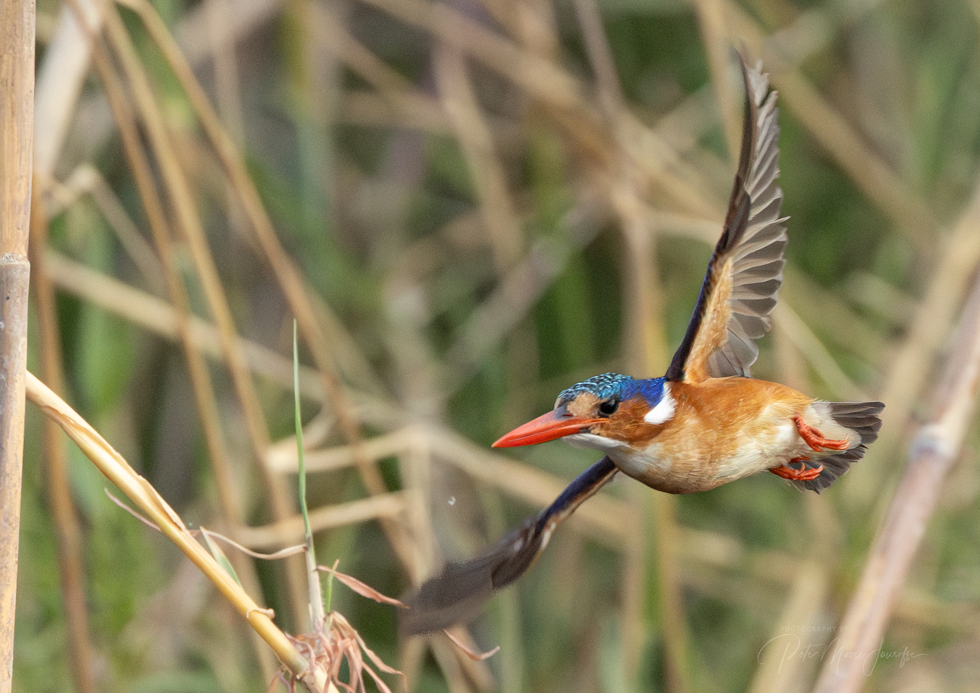 Malachite Kingfisher
