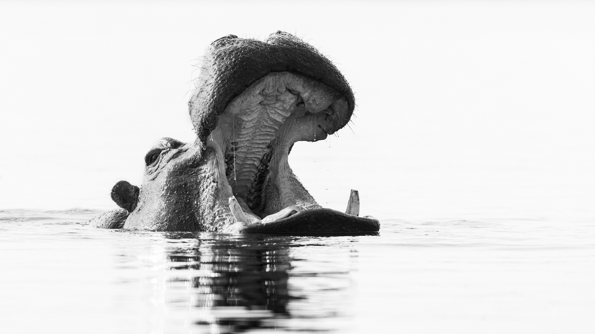 Hippo