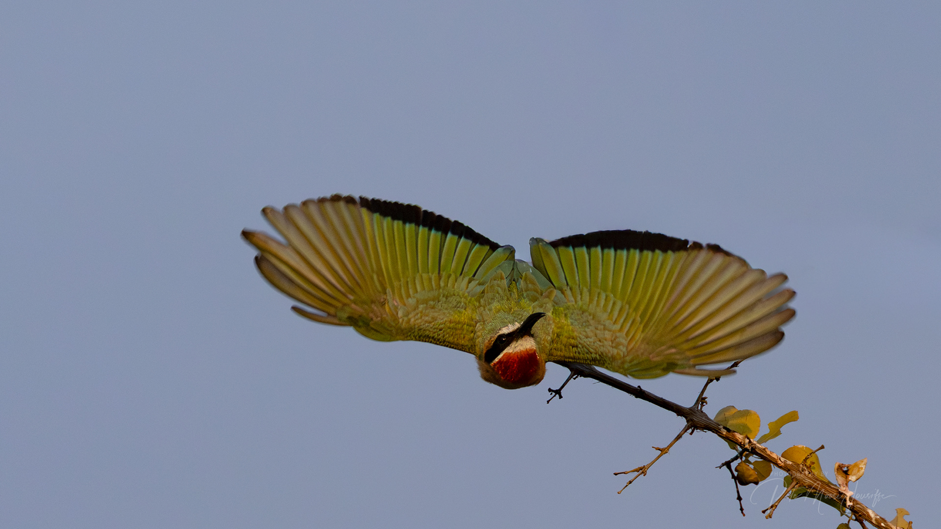 White-fronted Bee-eater