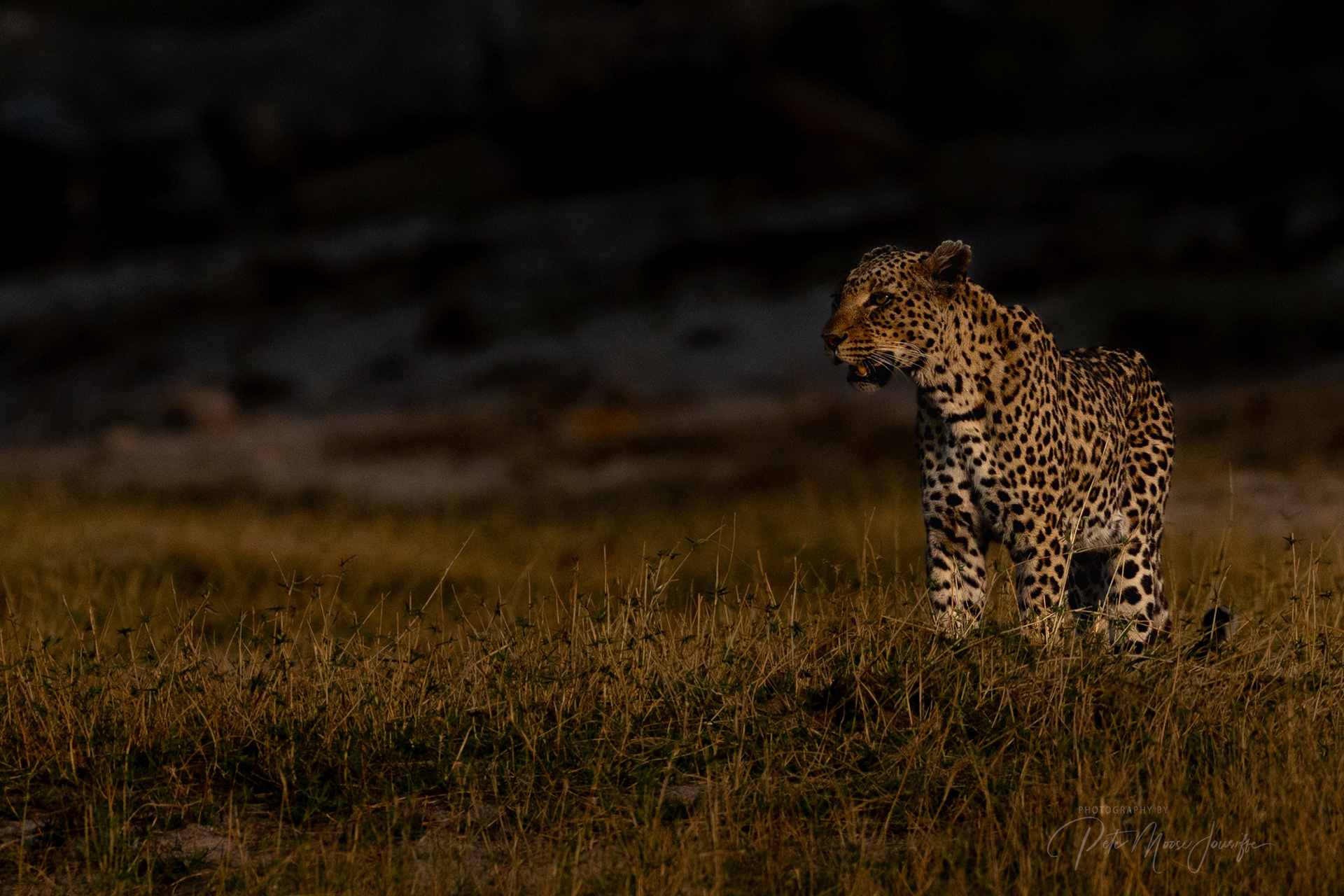 Leopard
