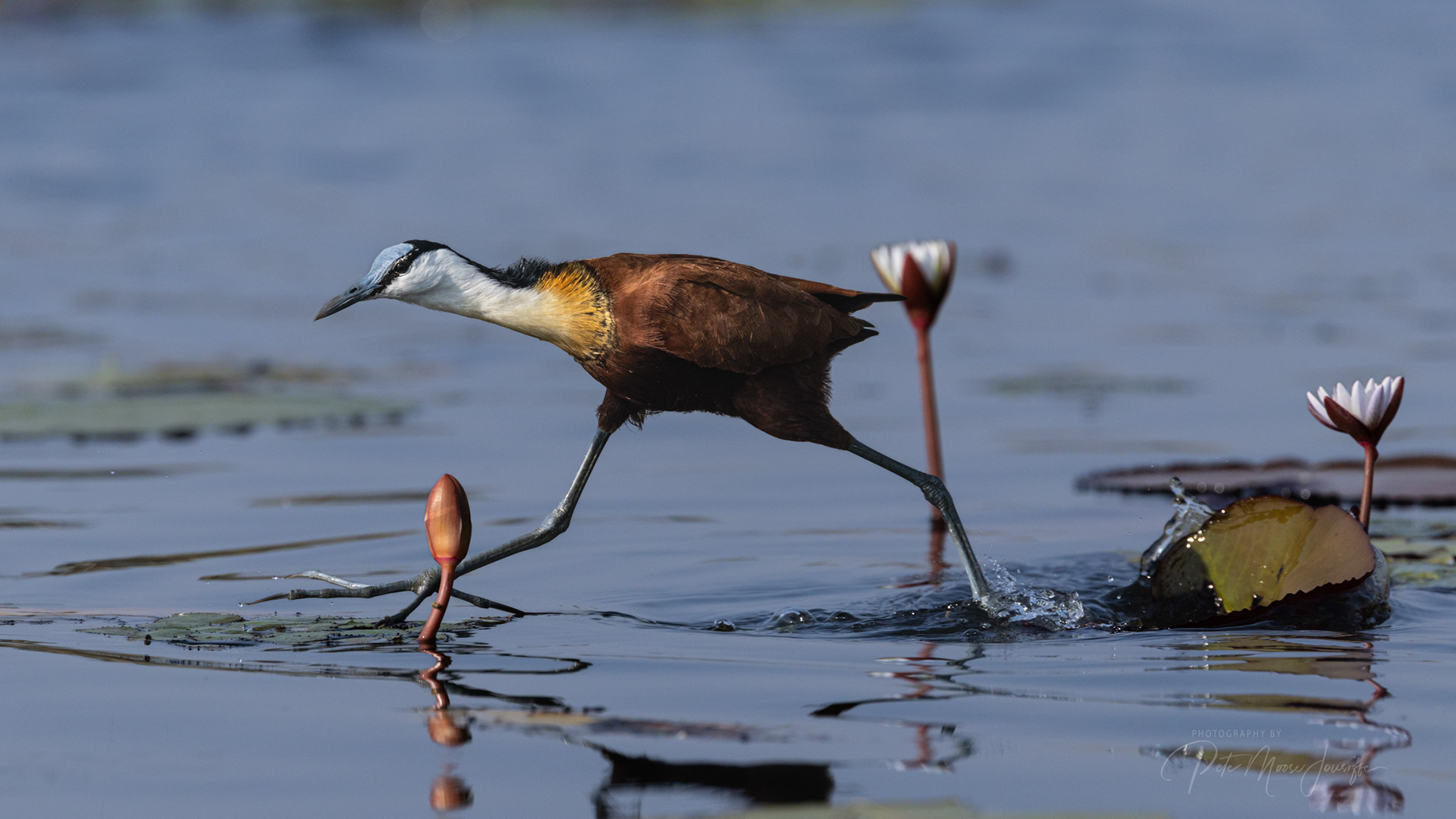 African Jacana on water lilies 