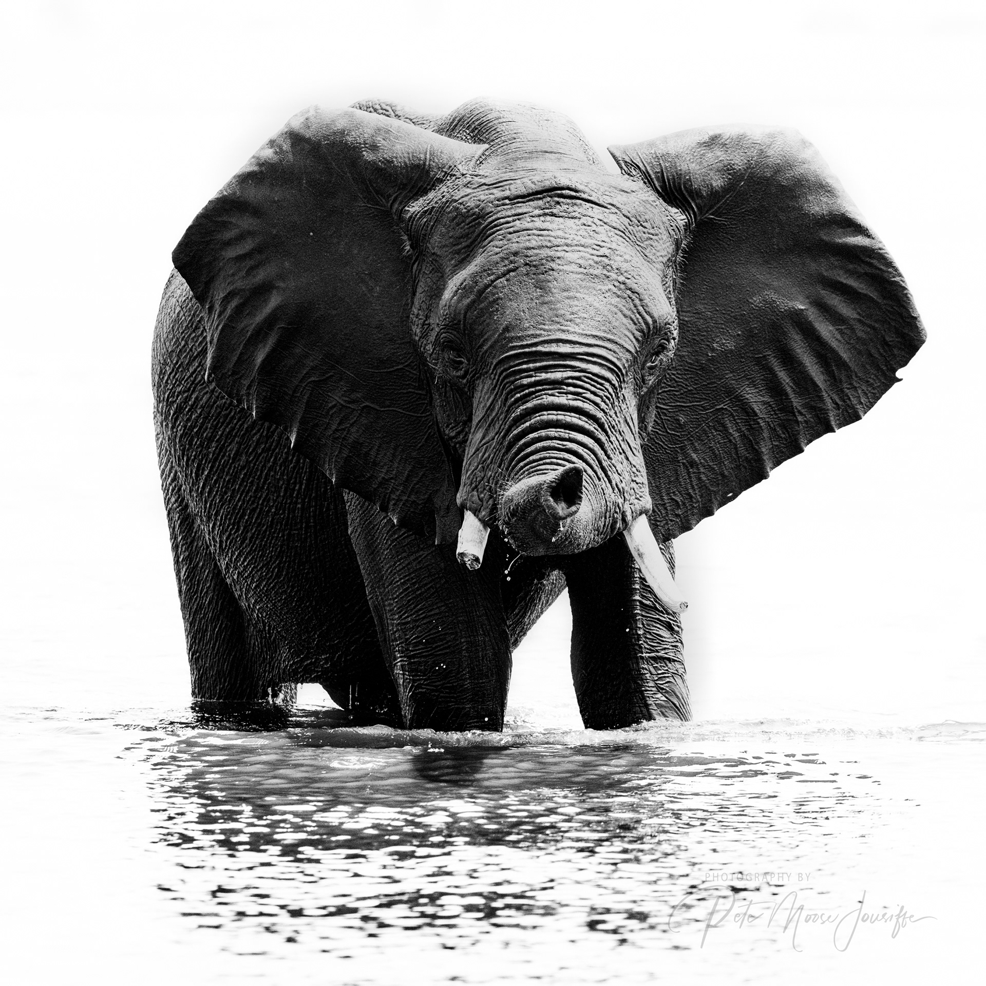 Elephants