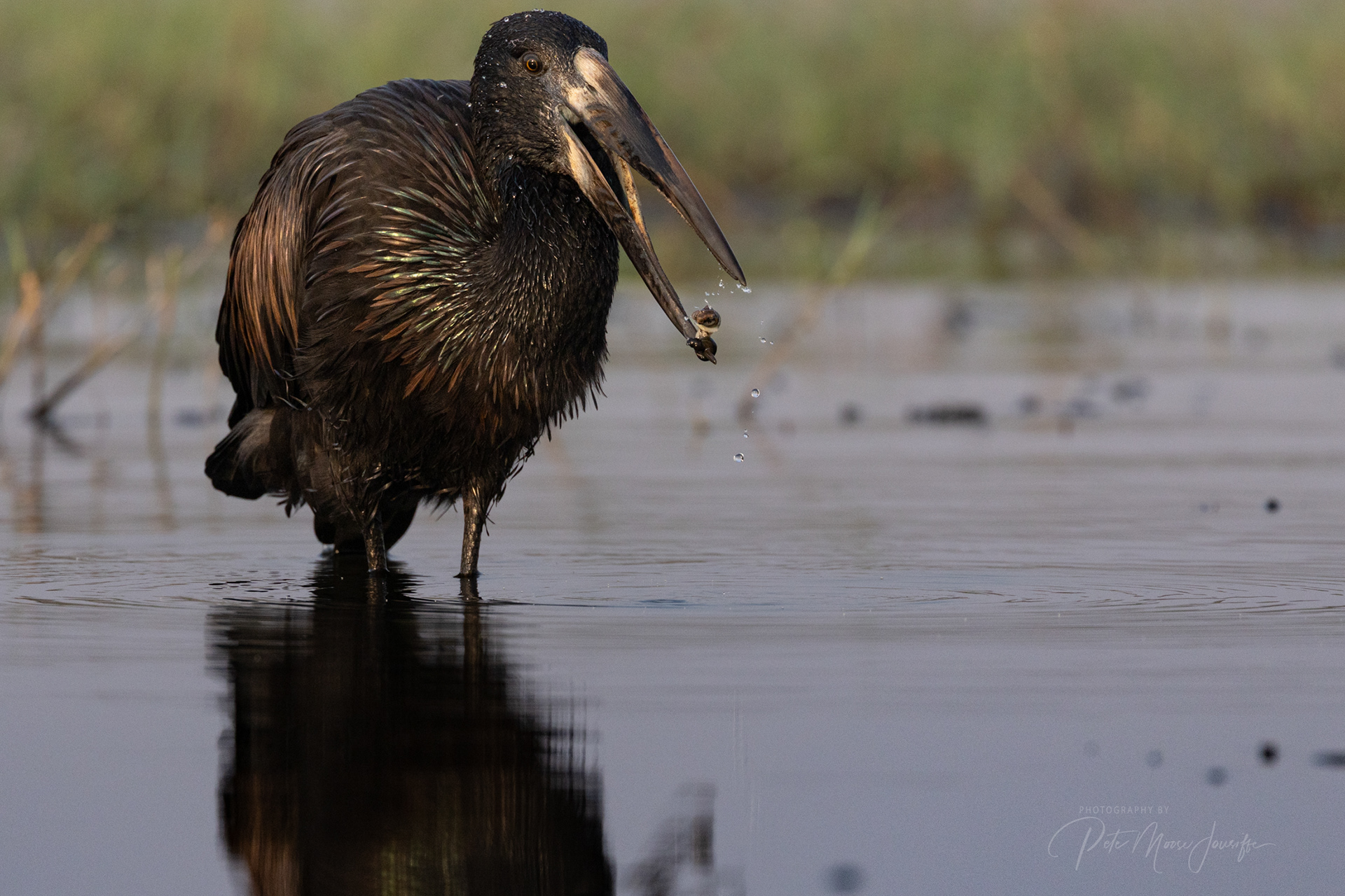 African Openbill