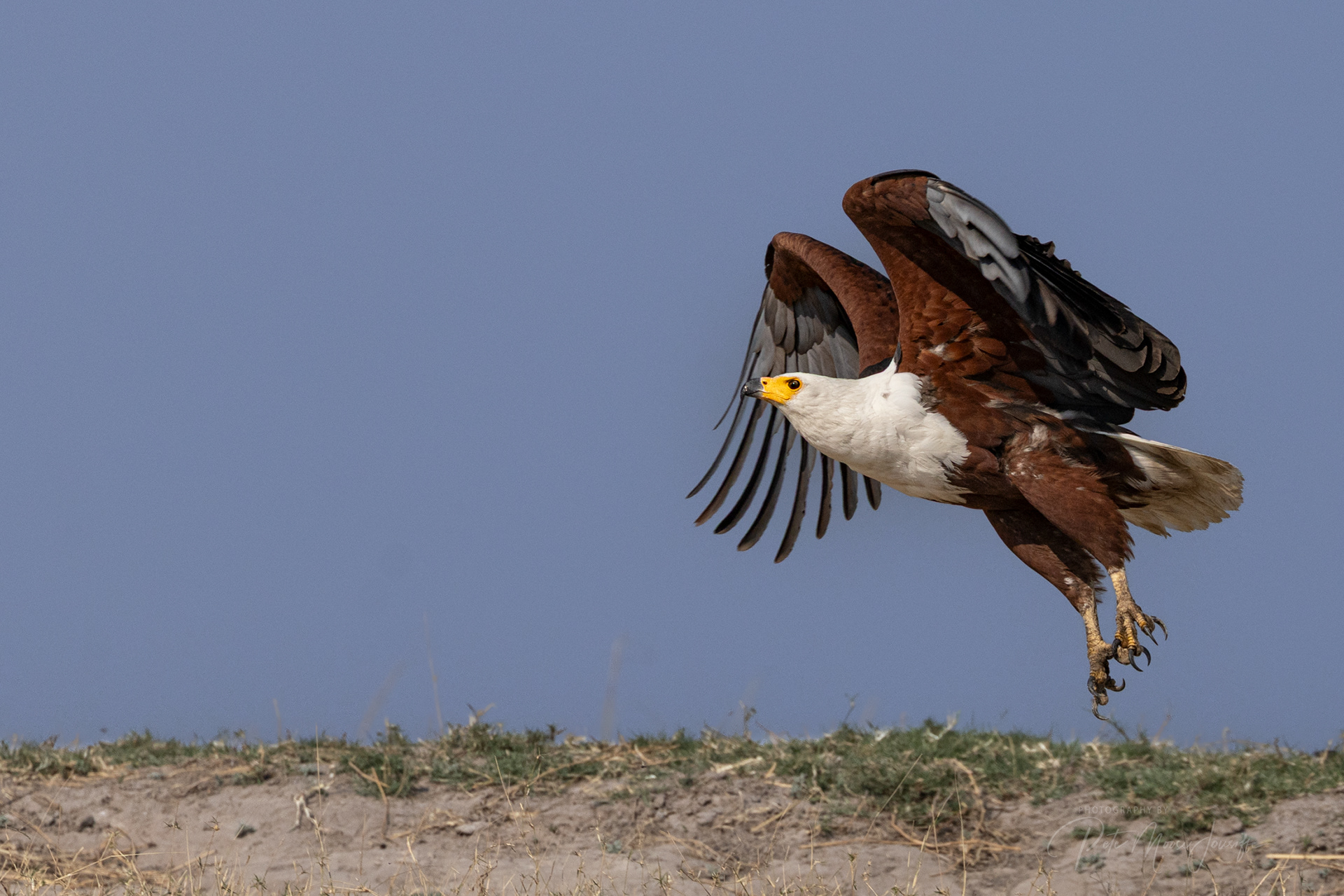 African Fish Eagle