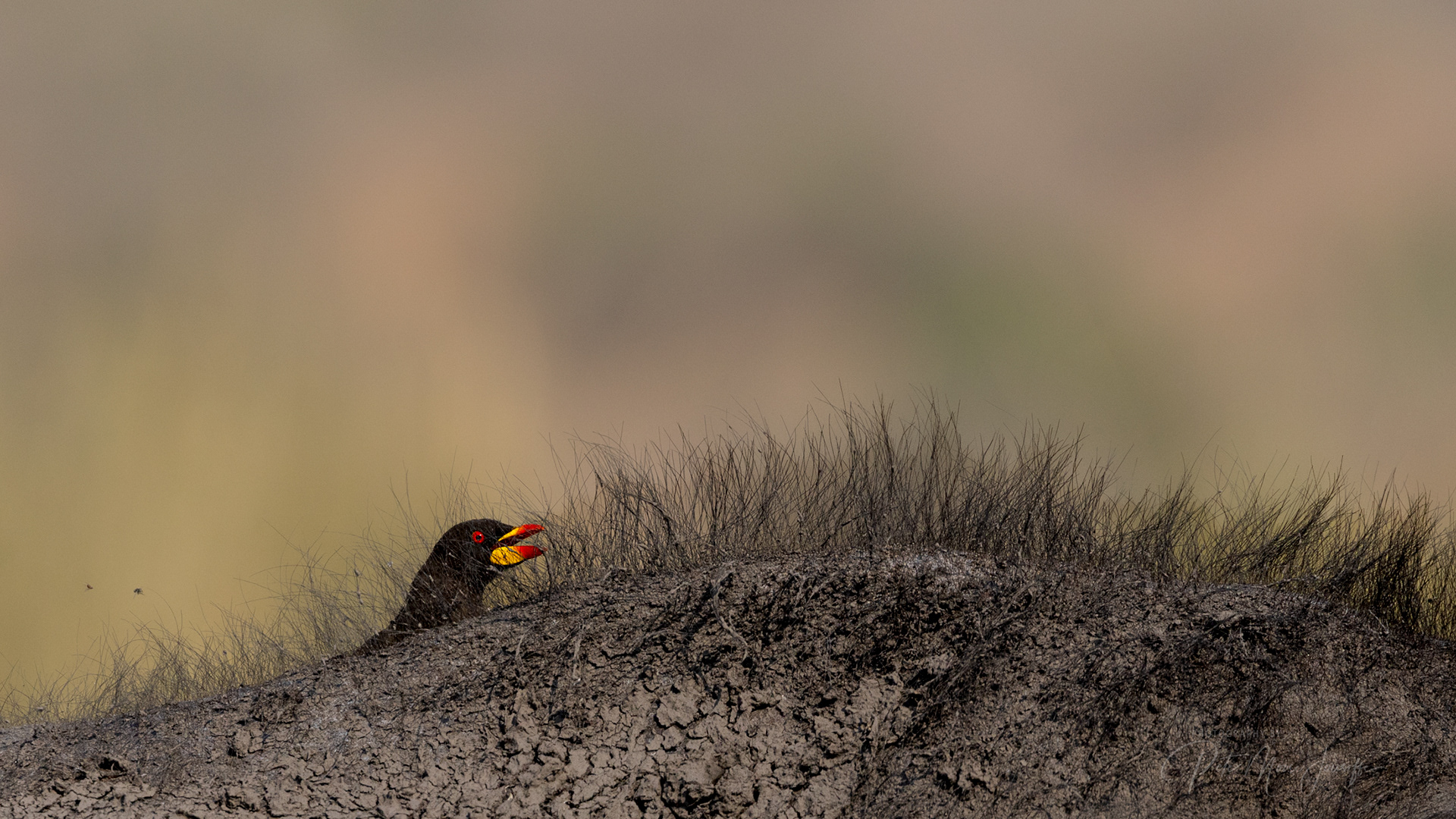 Yellow-billed Oxpecker and buffalo
