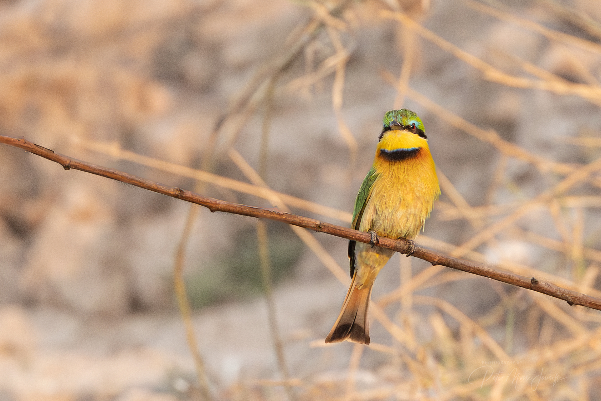 Little Bee-eater