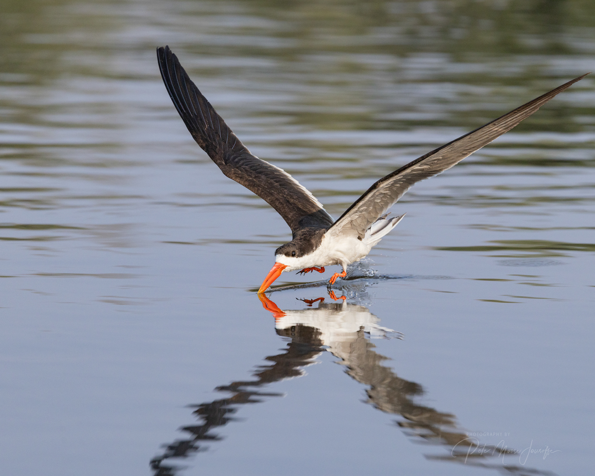 African Skimmer