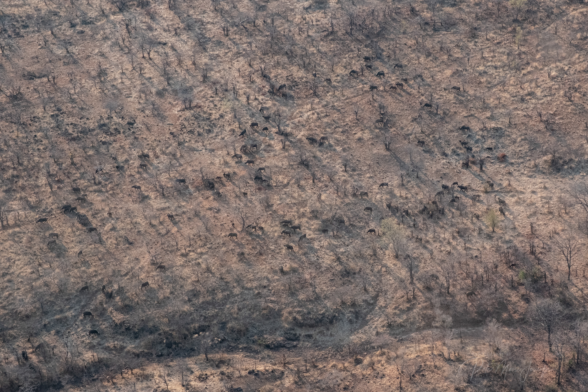 Herd of Buffalo near Vic toria Falls, Zimbabwe