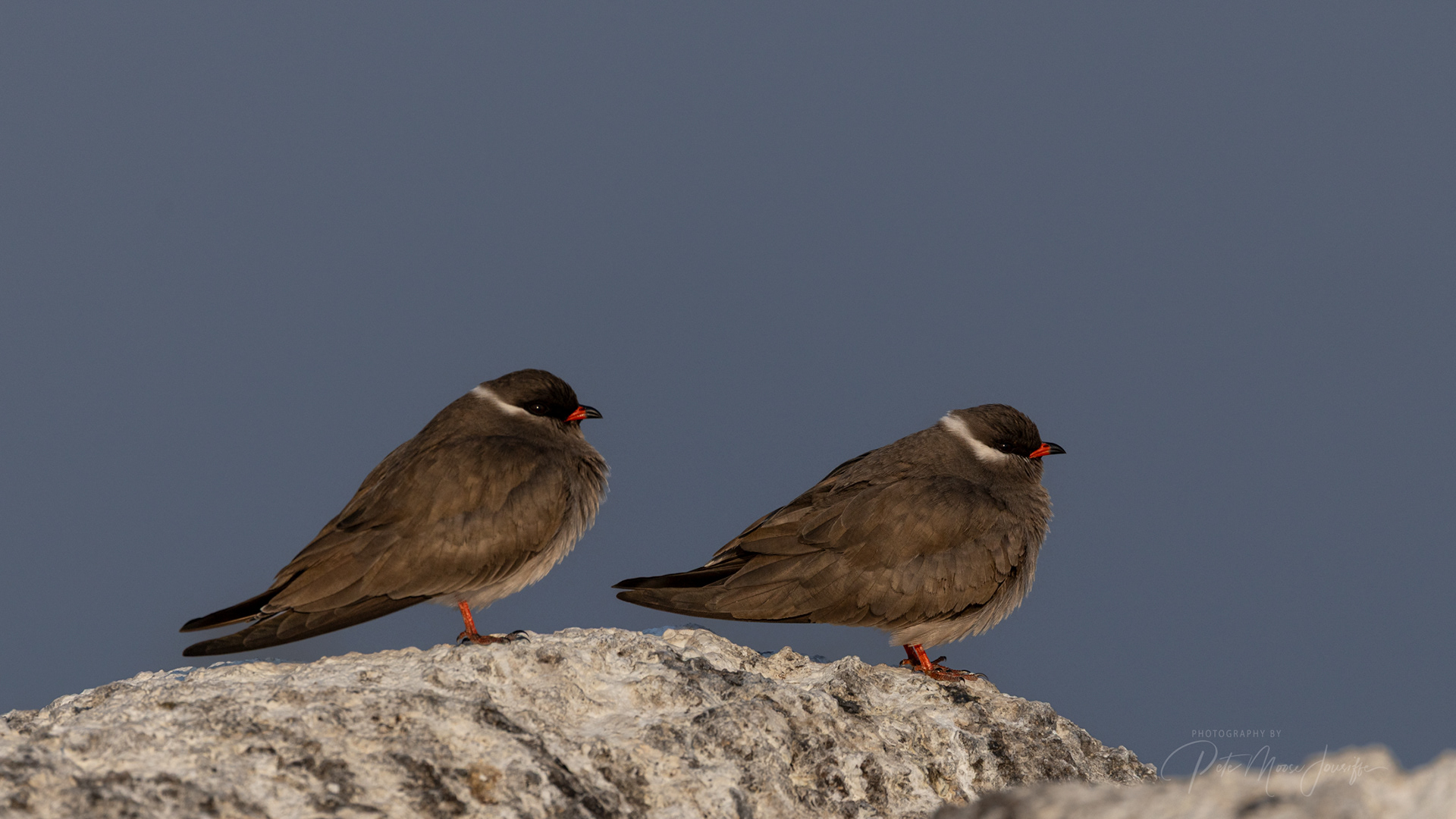 Rock Pratincoles