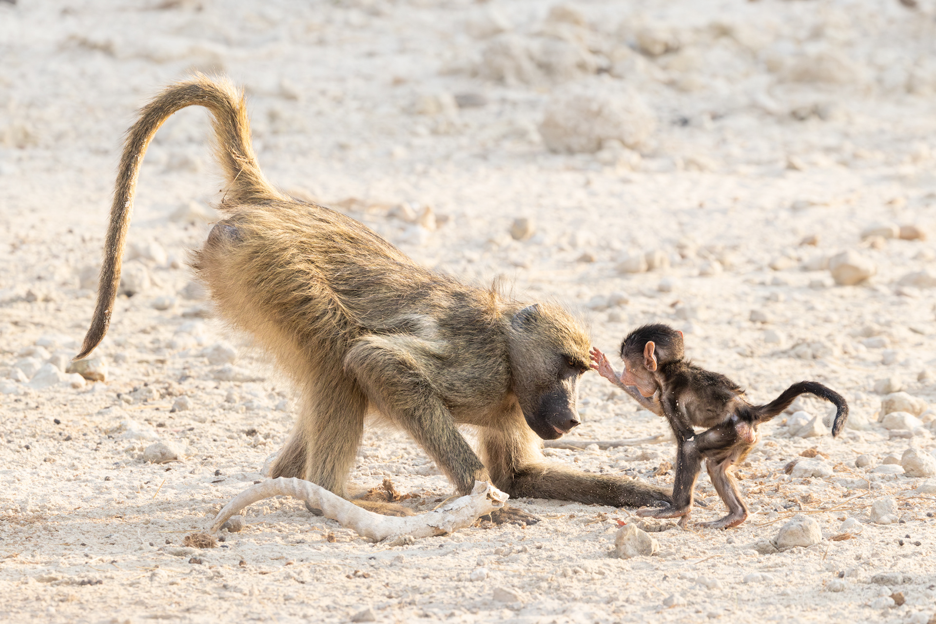 Baboons at play