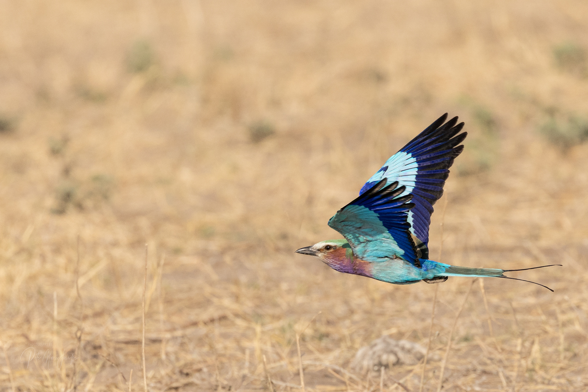 Lilac-breasted Roller