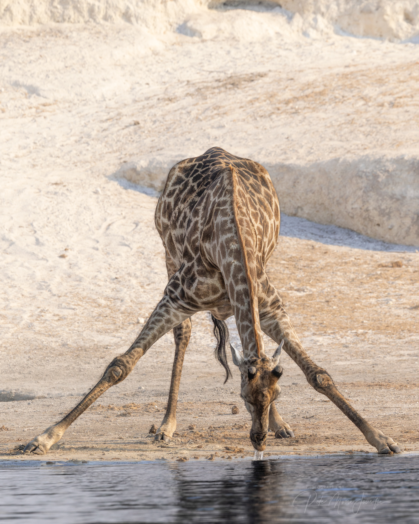 Giraffe 