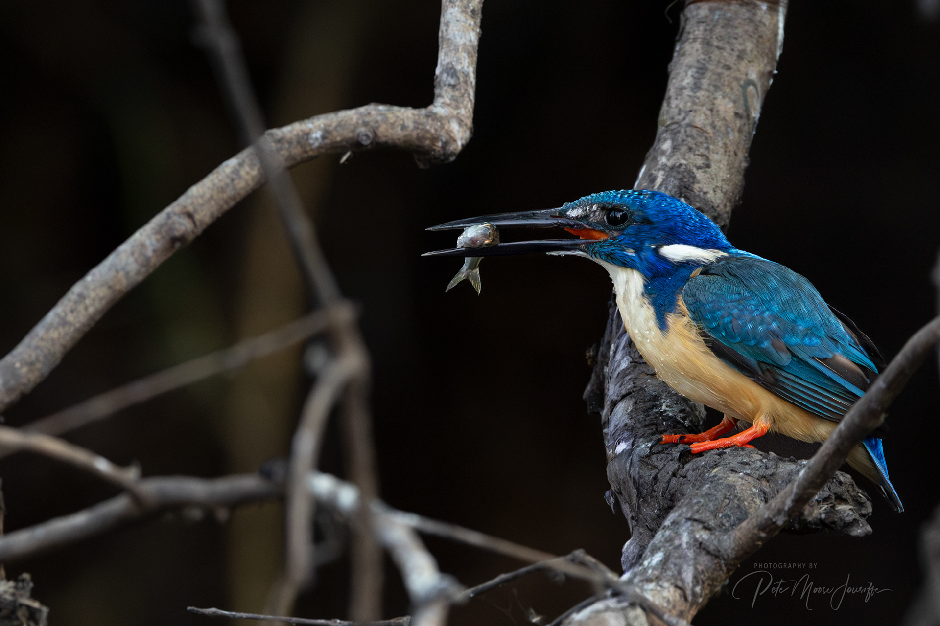Half-collared Kingfisher