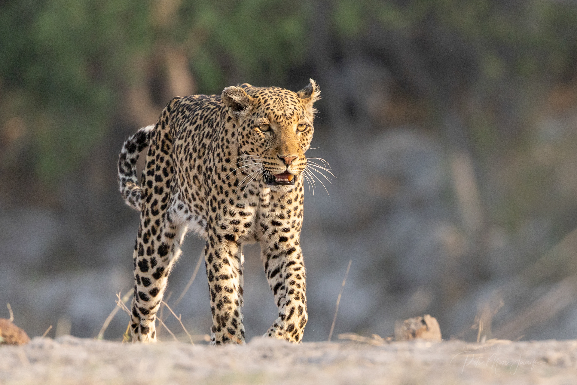 Leopard