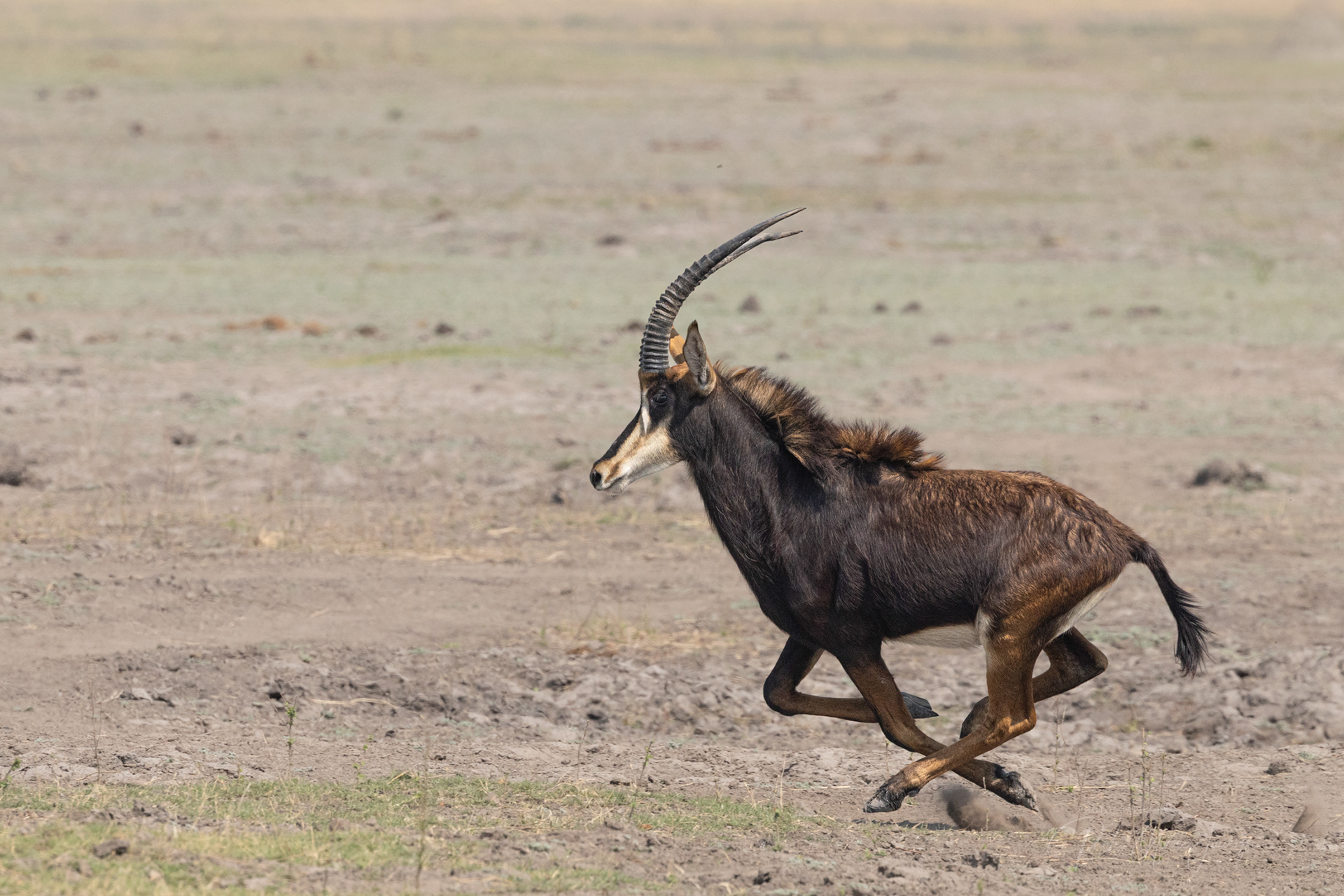 Sable