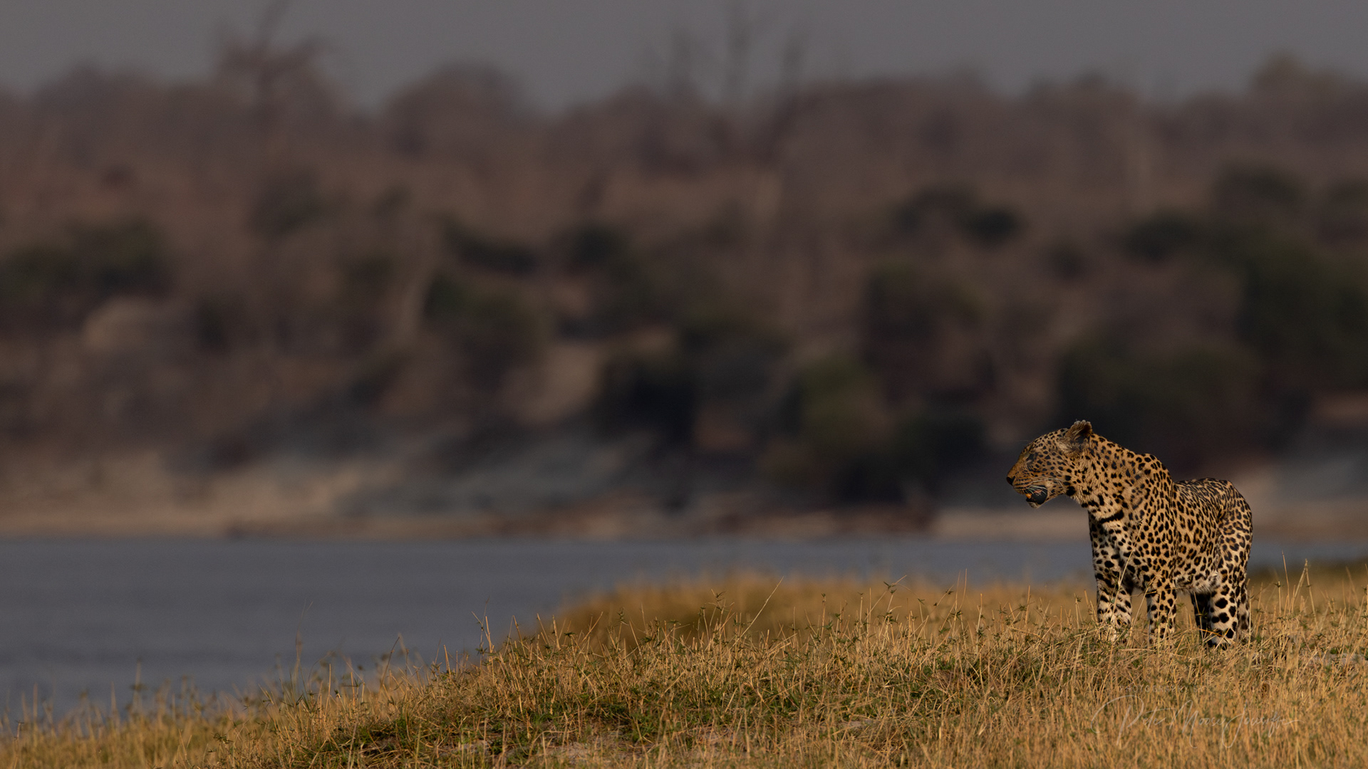 Leopard
