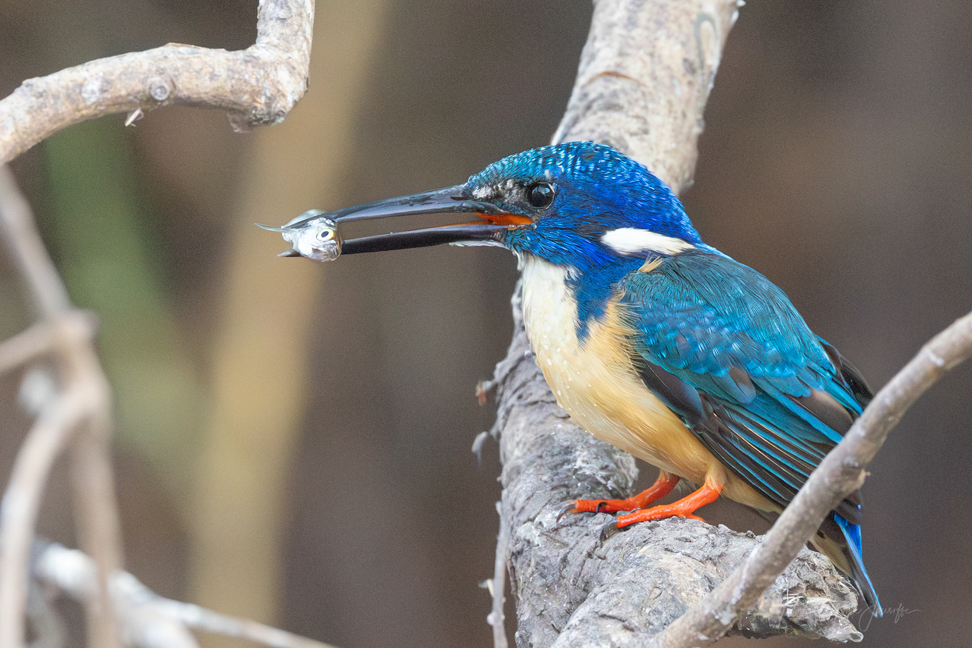 Half-collared Kingfisher