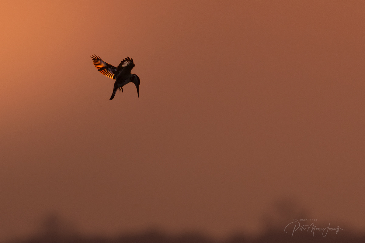 Pied Kingfisher at Sunset