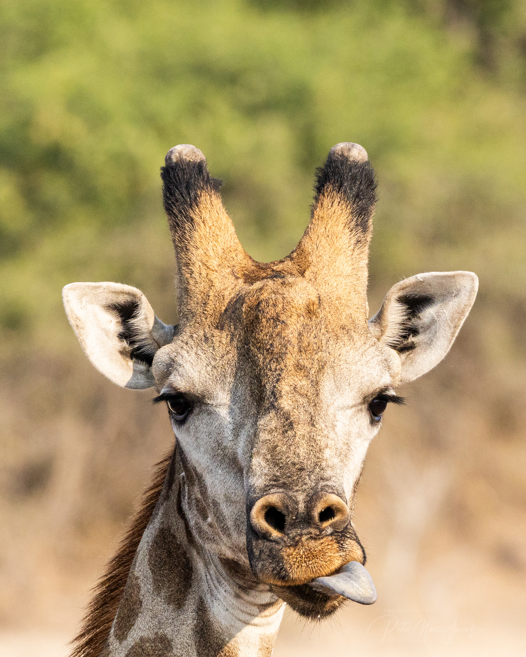 Giraffe 