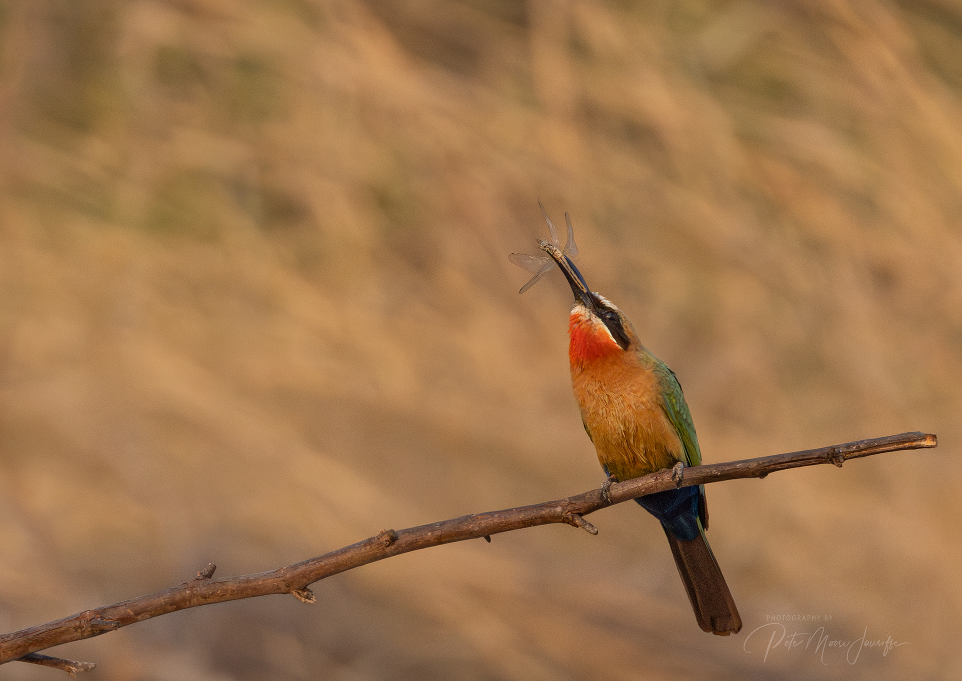 White-fronted Bee-eater