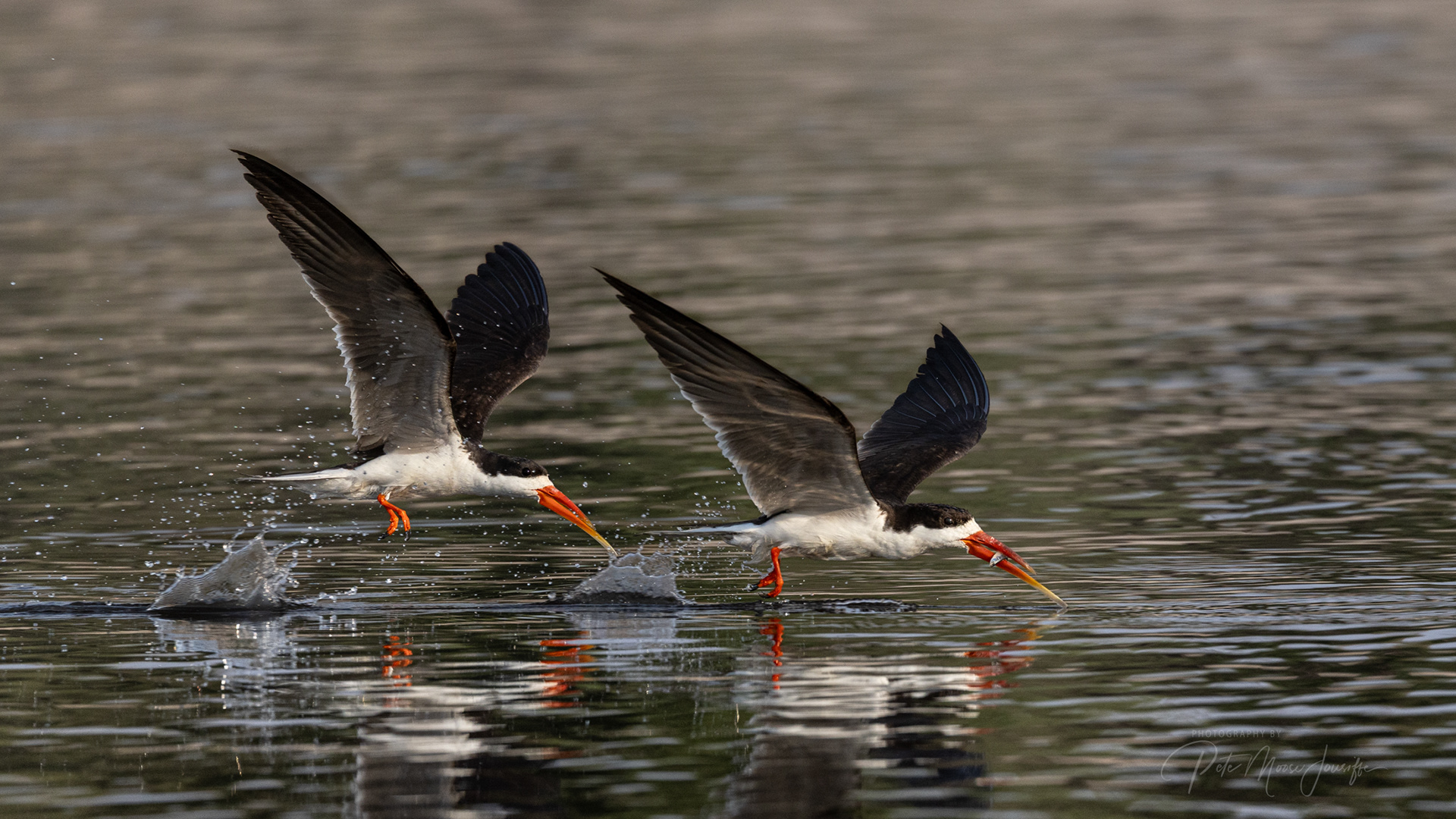 African Skimmers
