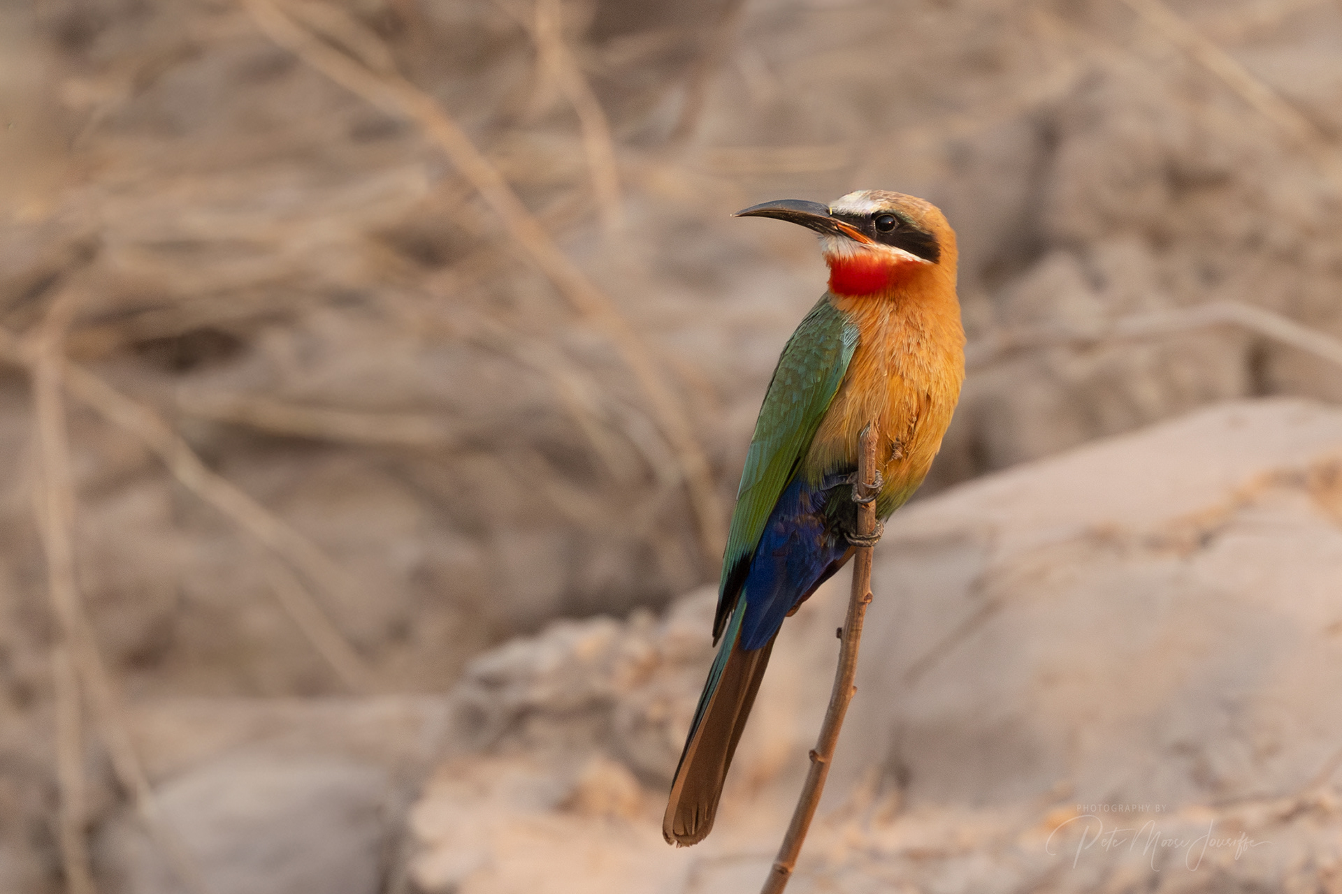 White-fronted Bee-eater