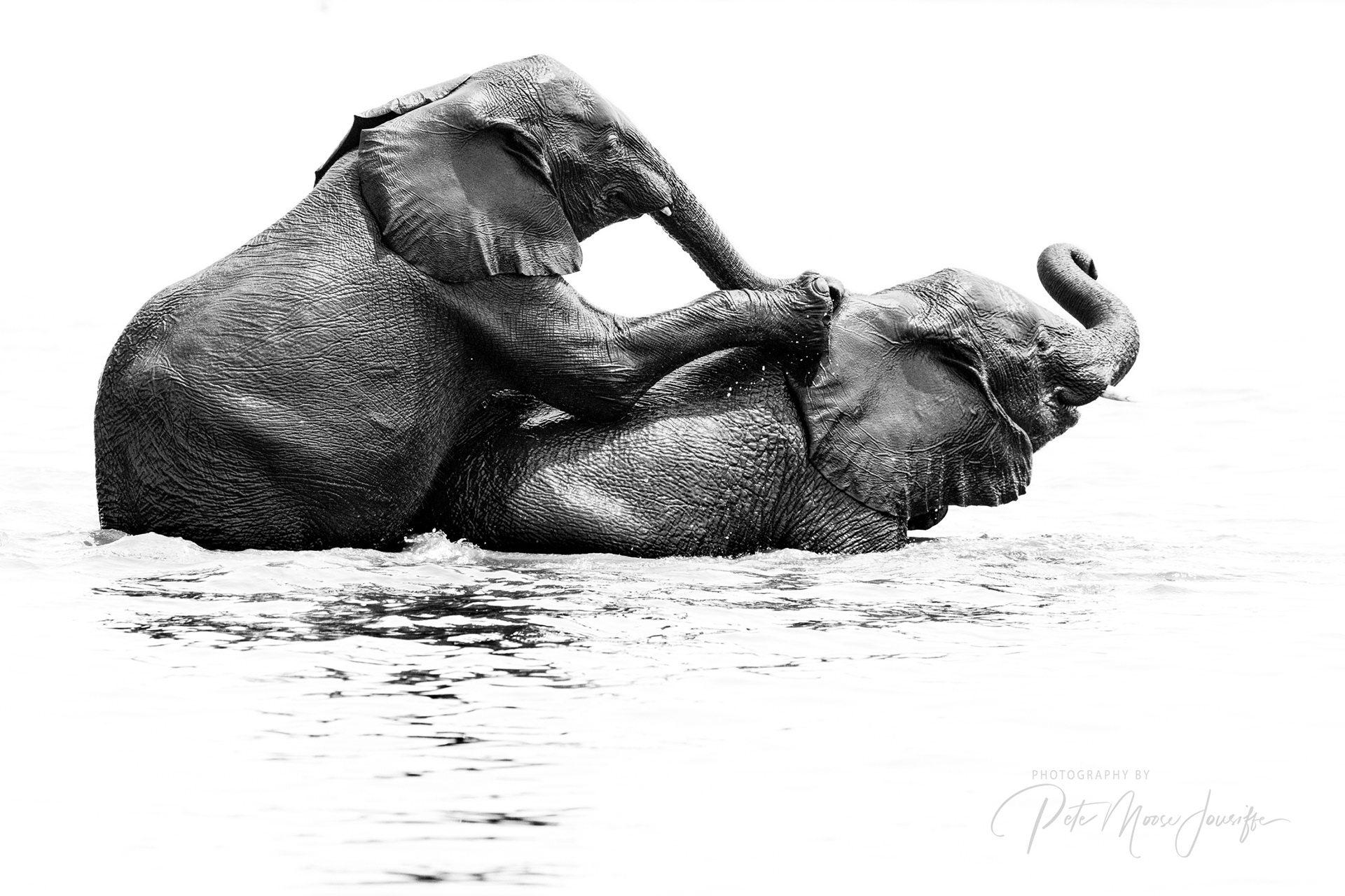 Elephants