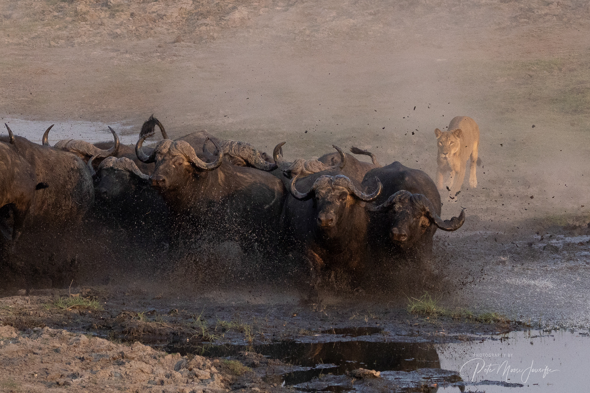 Stampede 