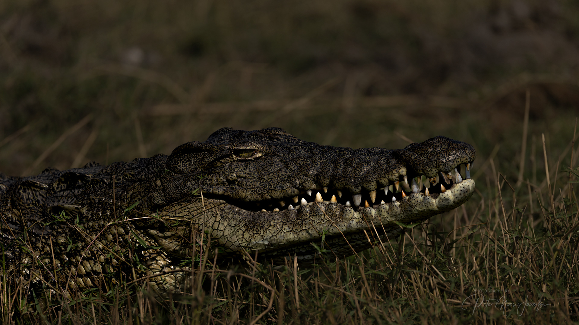 Crocodile 