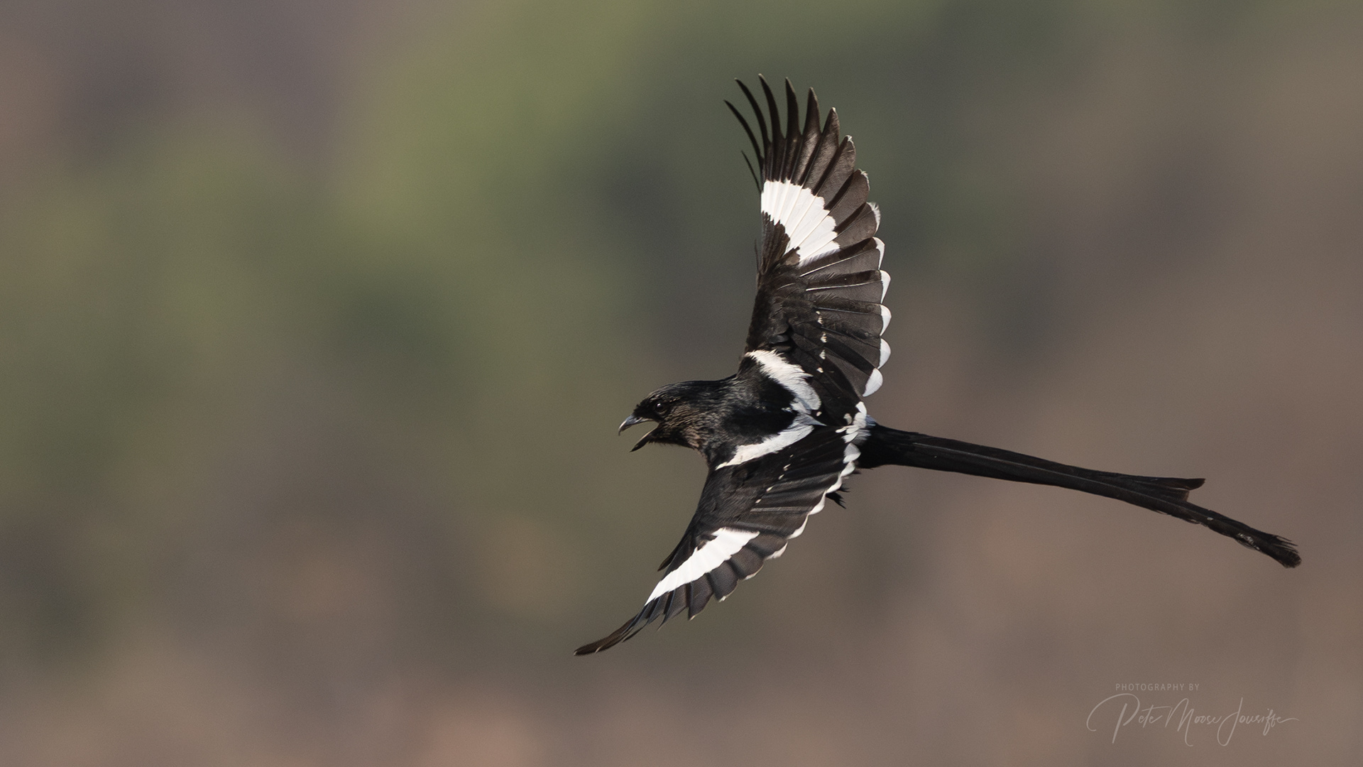 Magpie Shrike
