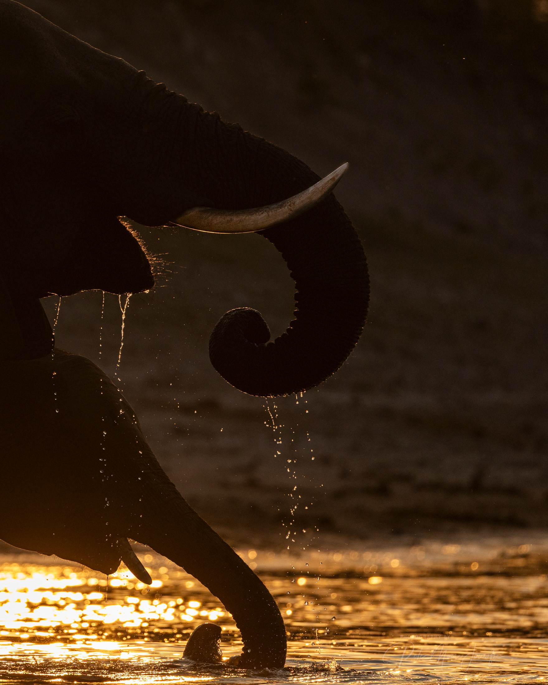 Elephants at sunset