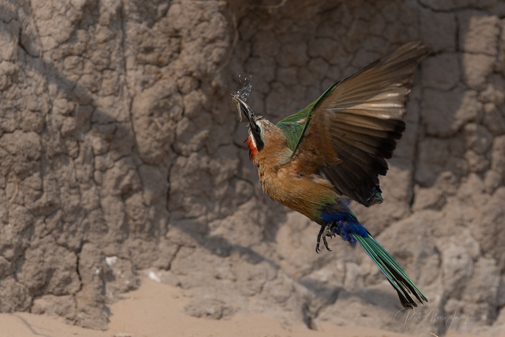 White-fronted Bee-eater