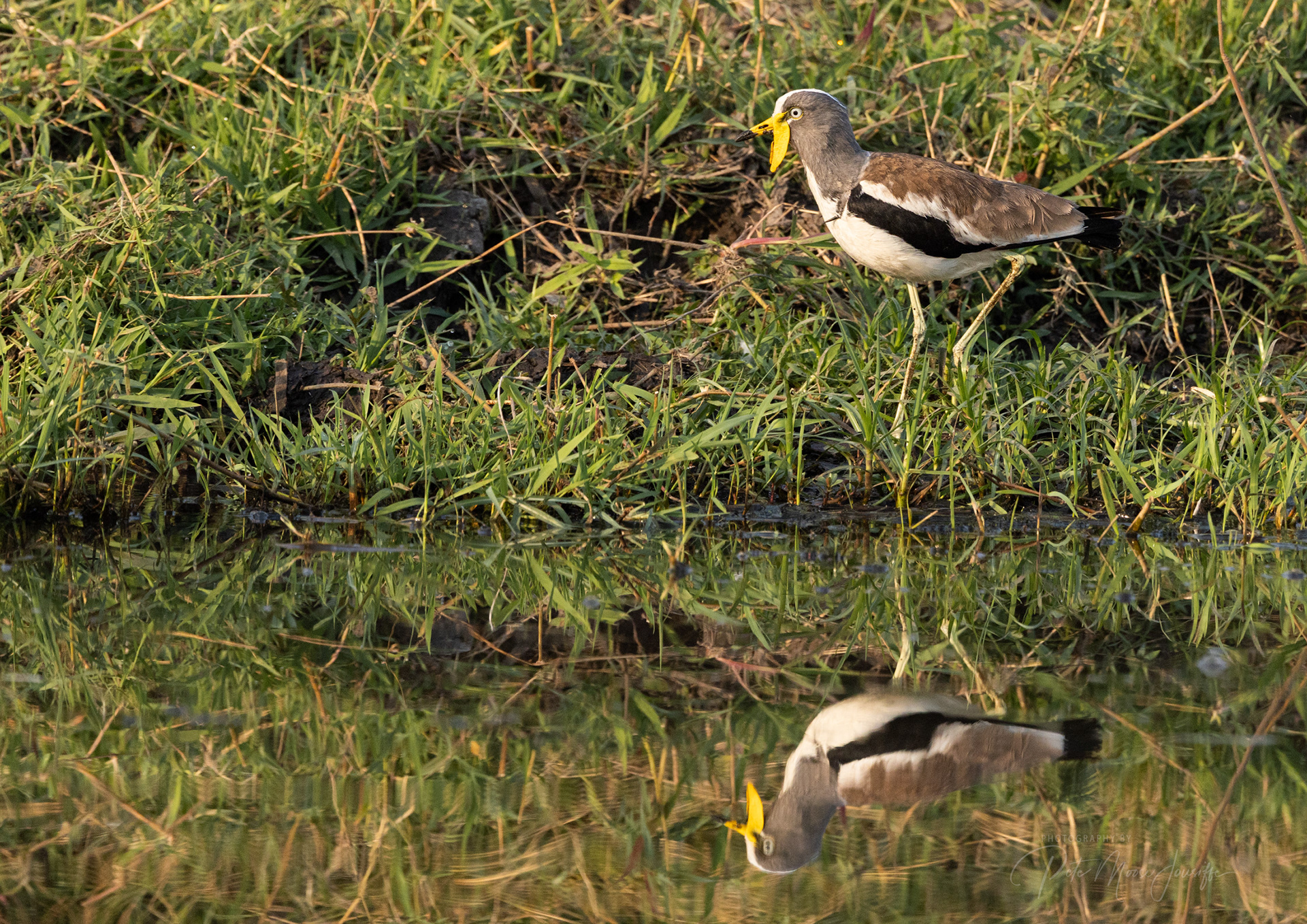 White-crowned Lapwing