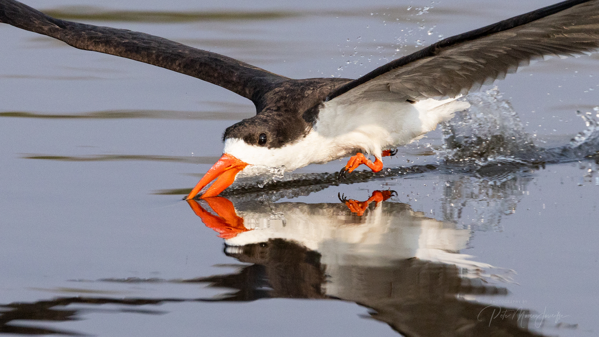 African Skimmer