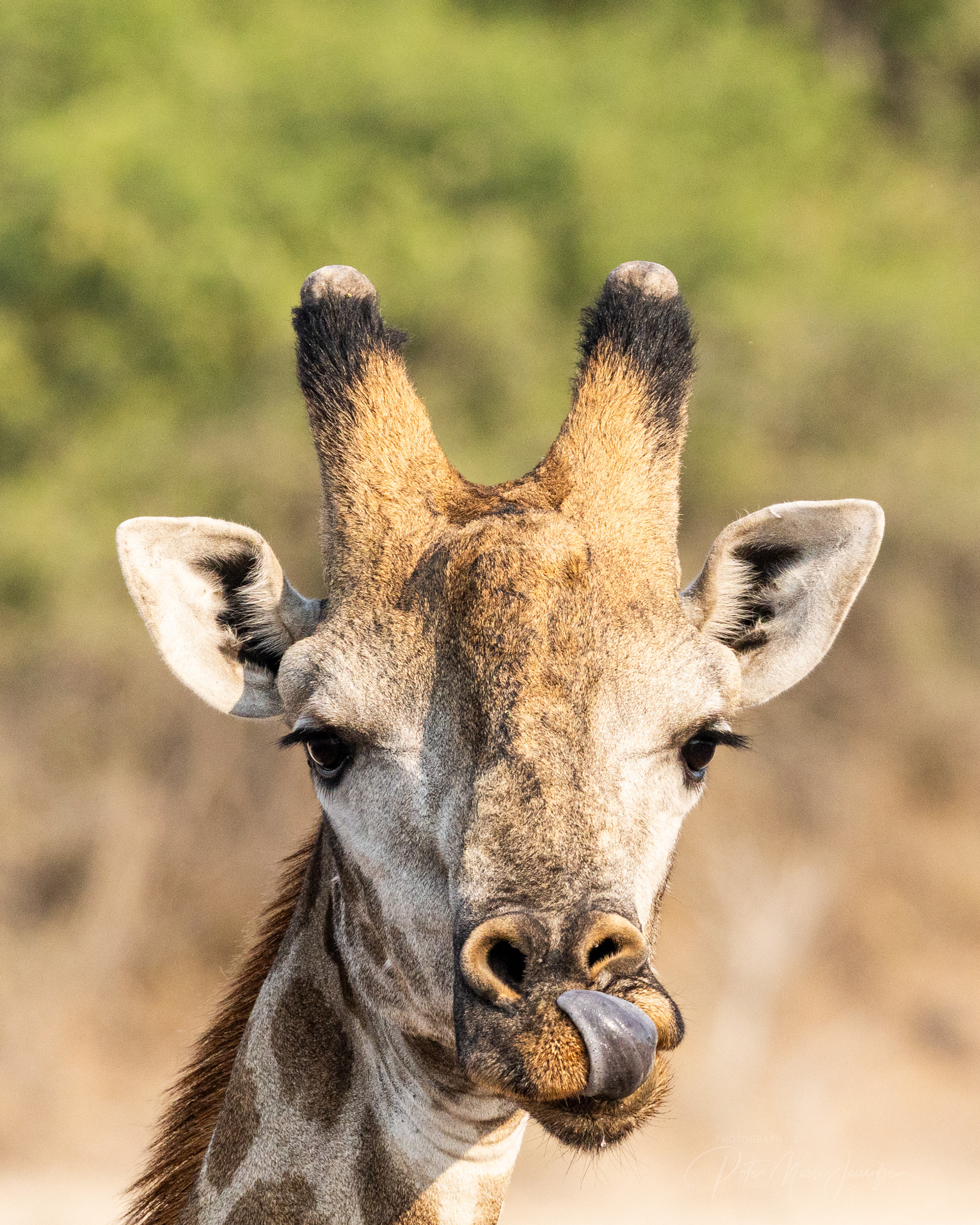 Giraffe 