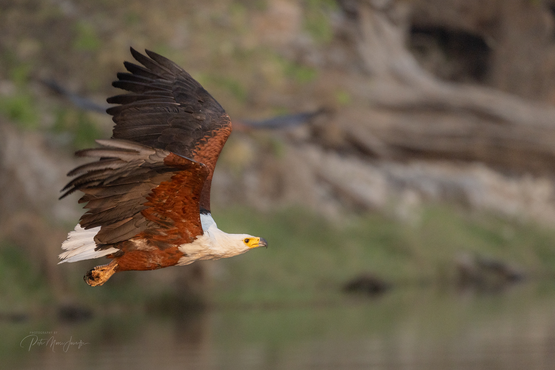 African Fish Eagle