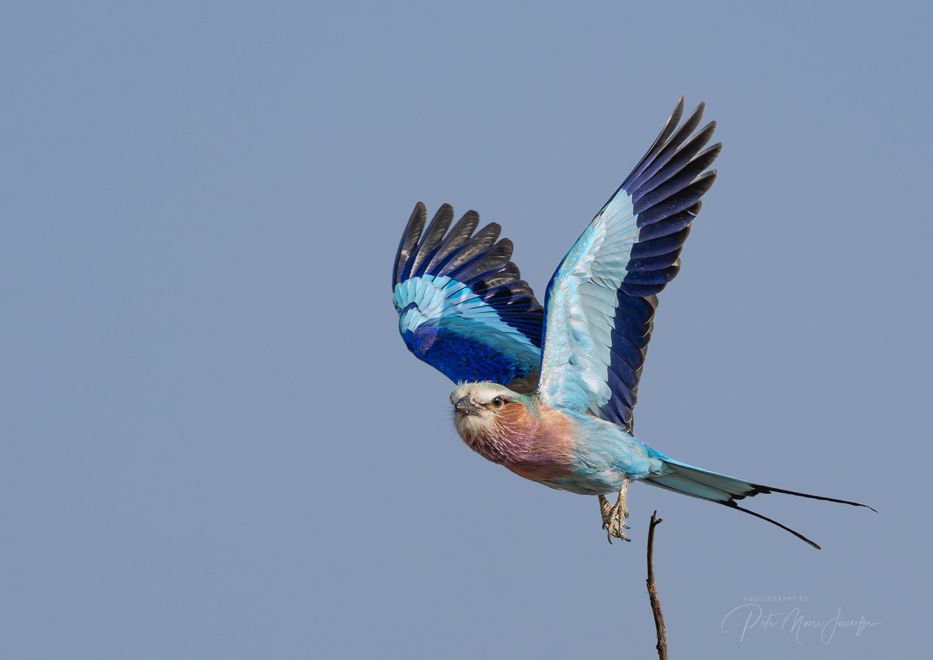 Lilac-breasted Roller