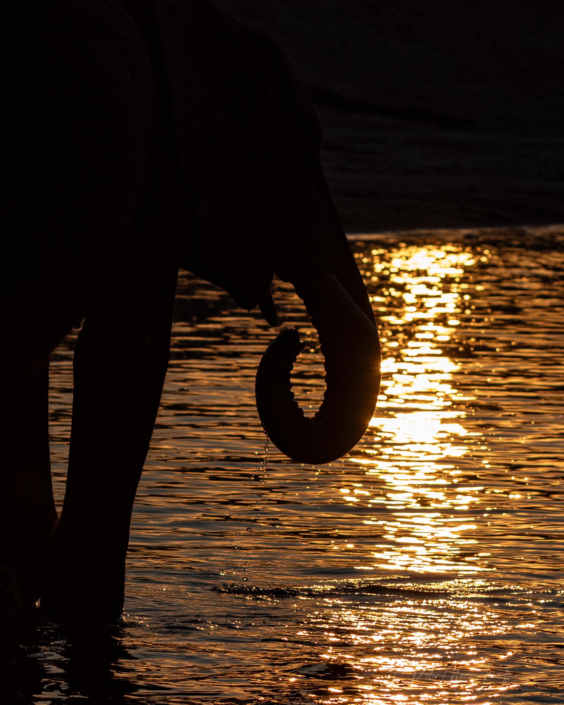 Elephants at sunset