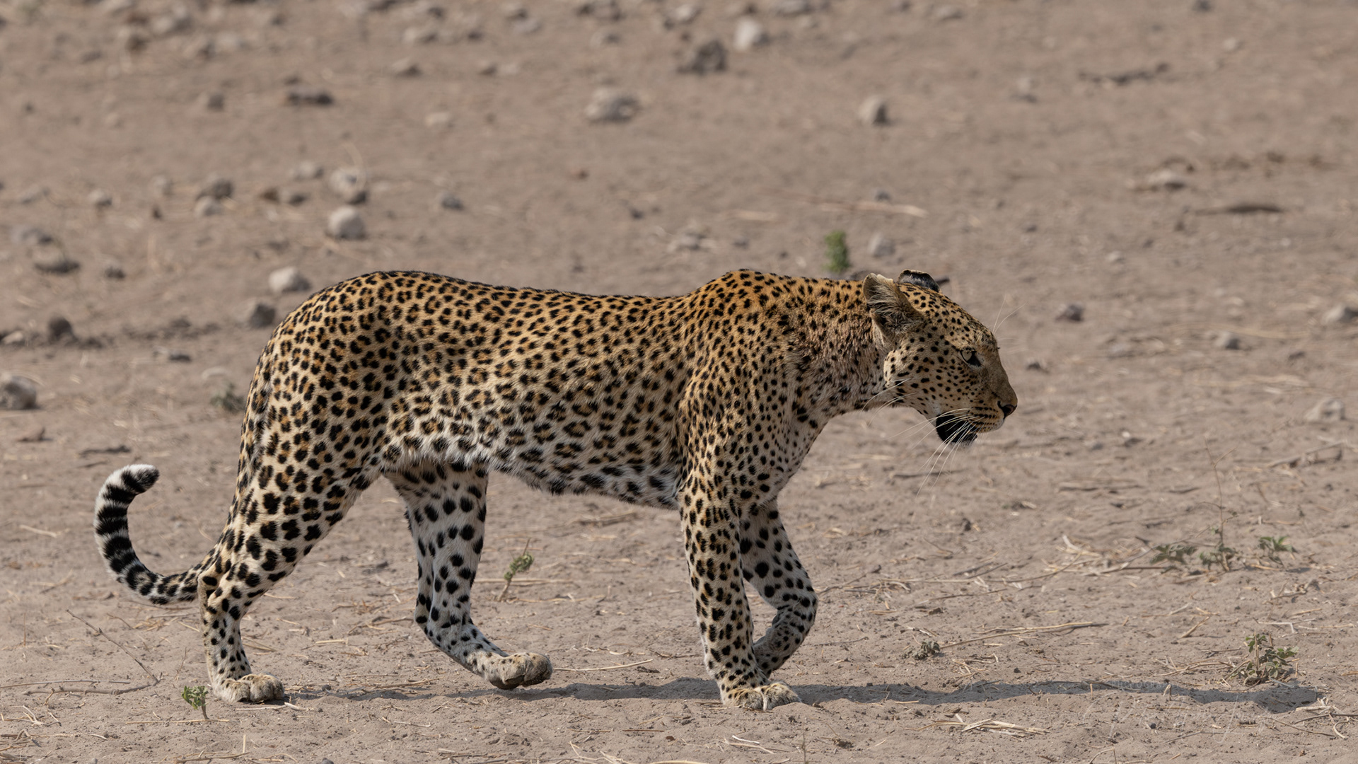 Leopard; her name was Lola and she was a show girl!