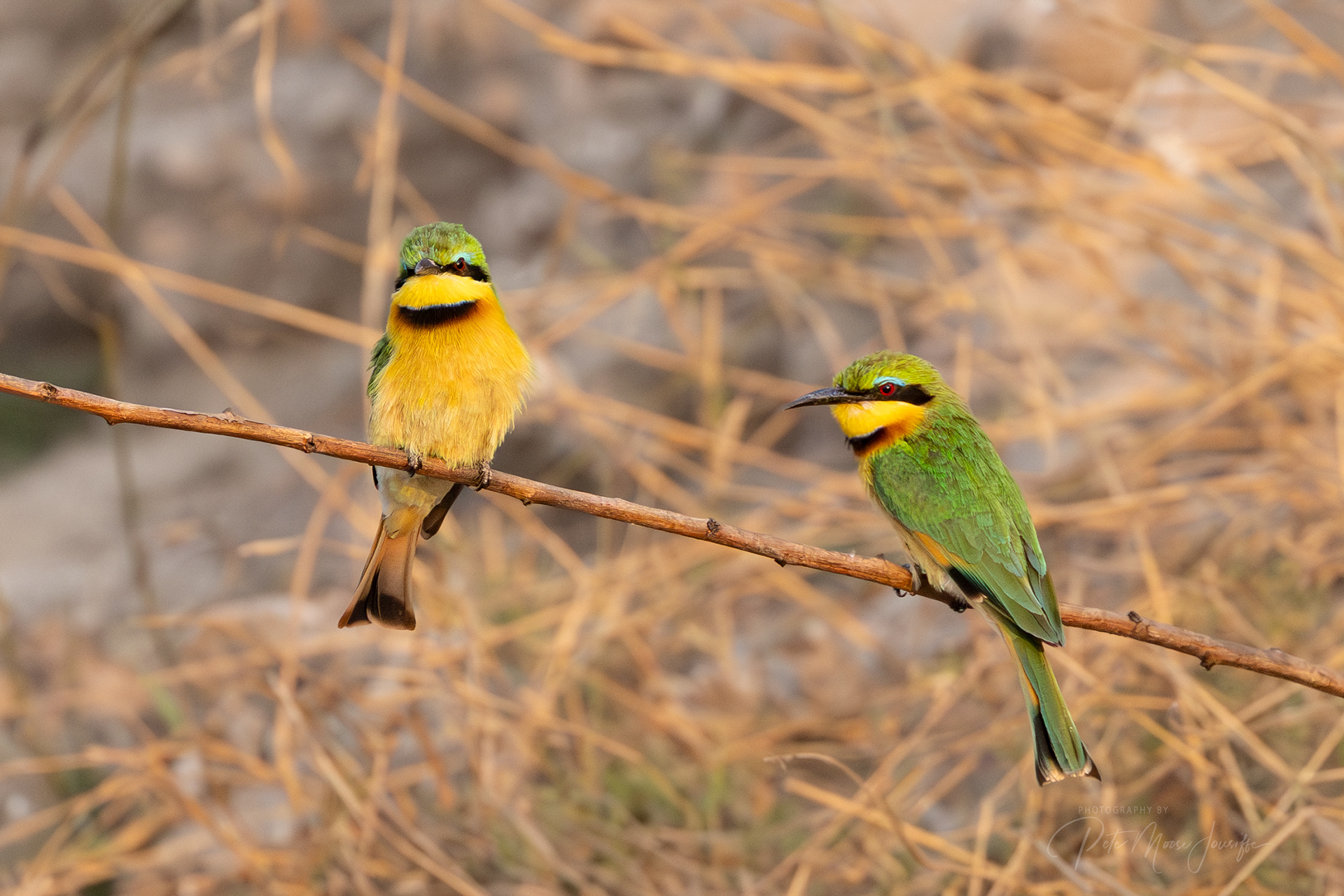 Little Bee-eater
